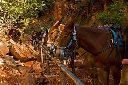 grand canyon mule.jpg
