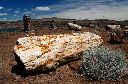 petrified-forest-1.jpg