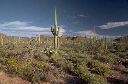 saguaro-national-park-242.jpg