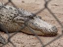 Everglades_Alligator_Farm.jpg